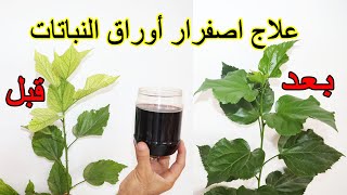 علاج اصفرار اوراق النباتات و الاشجار