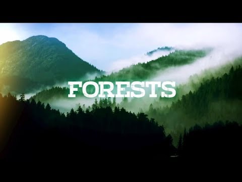 Дикая Природа Америки: Леса