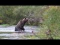 Медведь ловит рыбу – Камчатка 2016