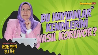 Merve Gülcemal İle Bak Sen Şu İşe Bu Hayvanlar Kendilerini Nasıl Koruyor? 13Bölüm