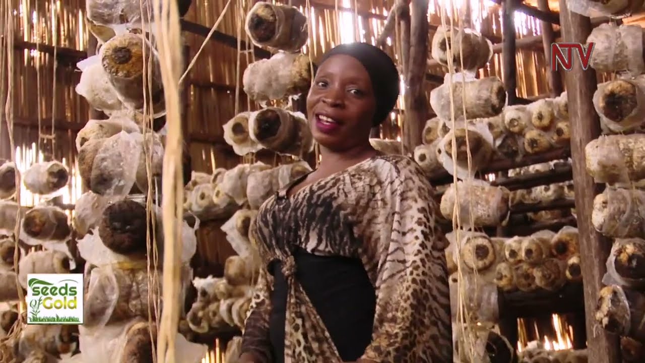 Growing and earning from mushrooms | SEEDS OF GOLD