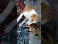 سگ نگهبان با غیرت از سگ کوچک دفاع میکند !