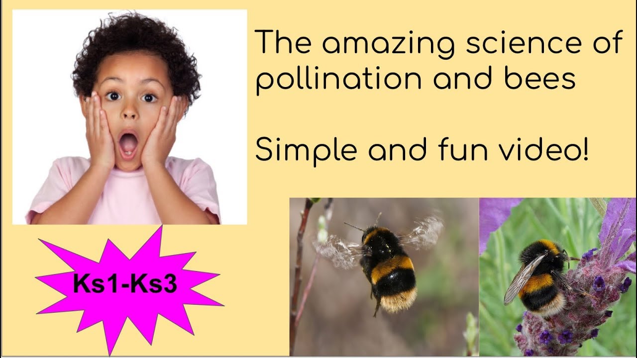 The science of pollination and bees. KS2 primary/ British curriculum