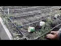 Посадки рассады помидор в открытый грунт капельный  полив.(Казахстан)