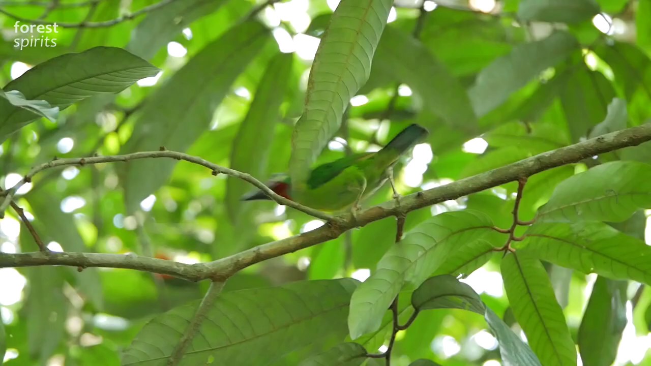 Red-throated Barbet 