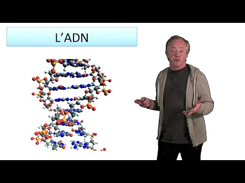 Vidéo: Lequel des éléments suivants est utilisé pour quantifier l'adn ?