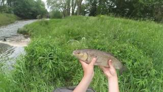 Peche au feeder en riviere #1 TOUCHE LIVE ! Une première réussite