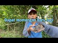 Dapat anakan burung perkutut