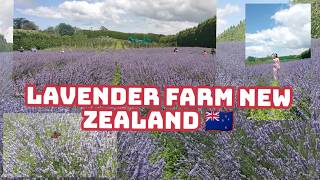 Lavendelfarm Neuseeland 🇳🇿 2026