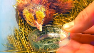 ¿QUÉ PASÓ CON LA GALLINA QUE NACIÓ EN UN VASO?