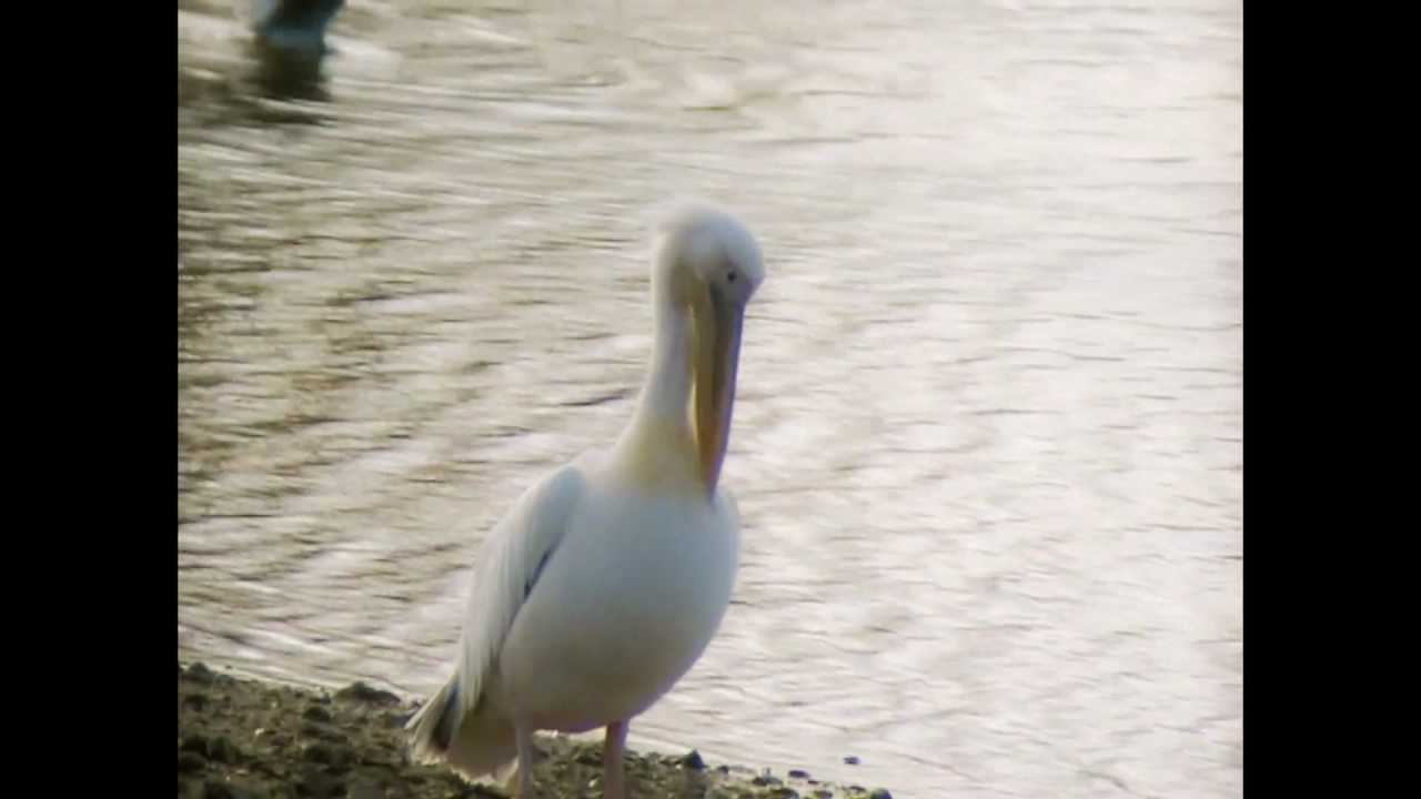 pélican blanc / Pelecanus onocrotalus / Great White Pelican