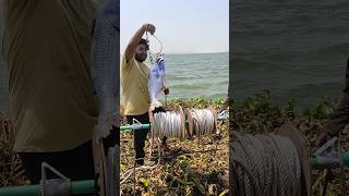 The Chain Held Tight! Giant Shimmering Predator Secured!😱⛓️#fishing #shortvideo #shorts #fishinglife