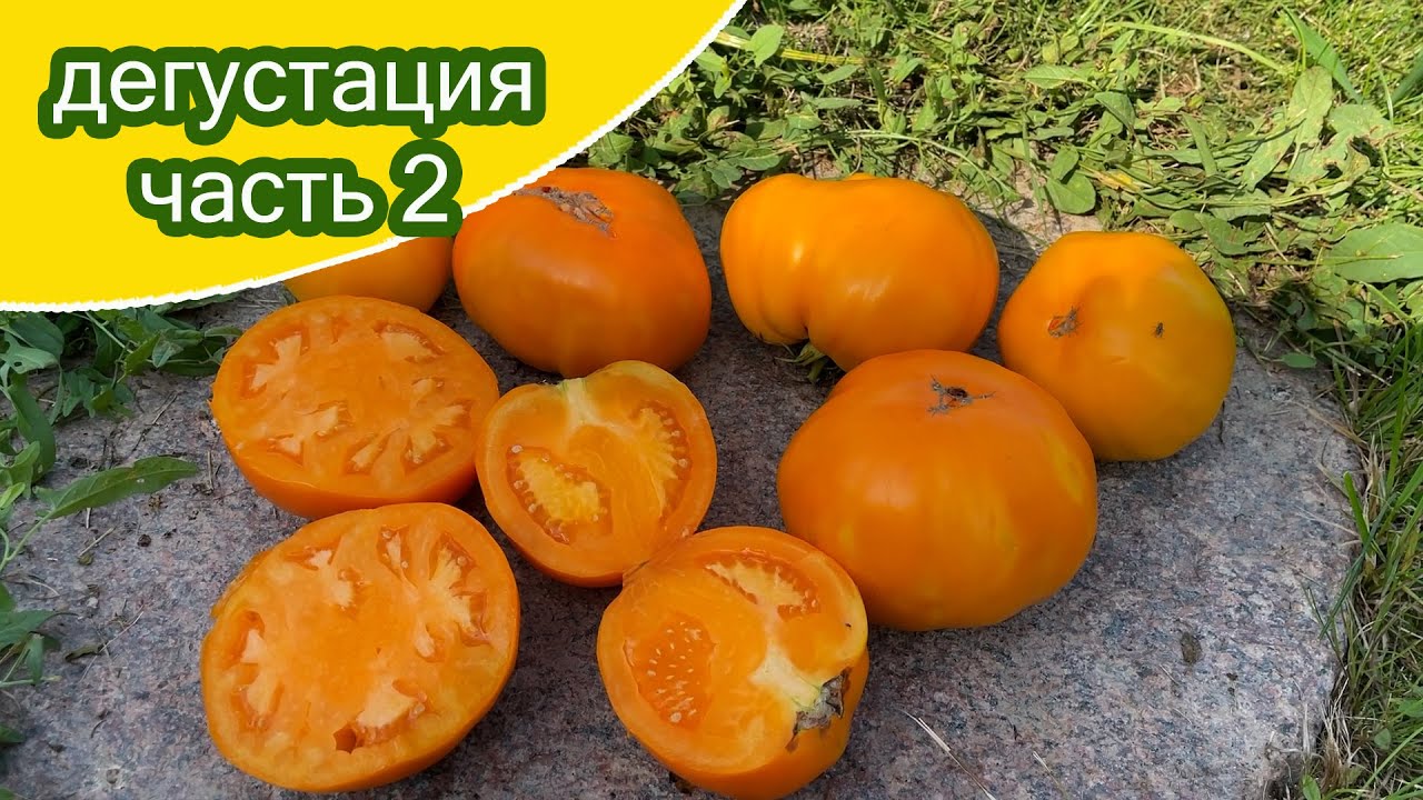 Дегустация сортовых томатов часть2
