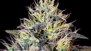 Autoflower Update: Week#10 Day#64 WeddinCake Skittlez GeLaTo LeMoNSkUnKTangi @acinfinity Flowering