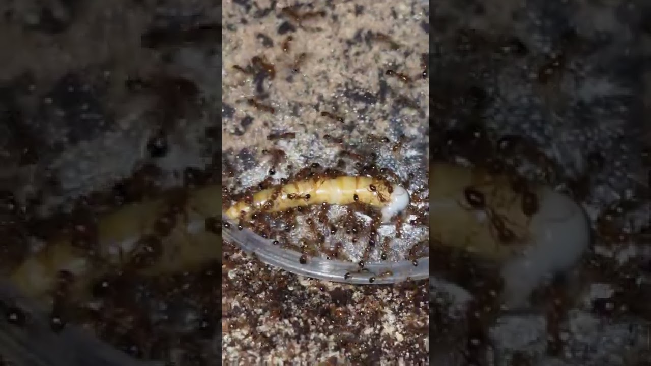 Solenopsis geminata (Fire Ant) feeding recruitment behaviour