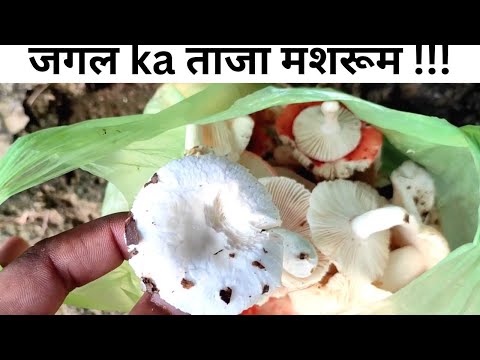जंगल से ताजा मशरूम लाए | जंगल | Equitorial FOREST | Forests in jharkhand |