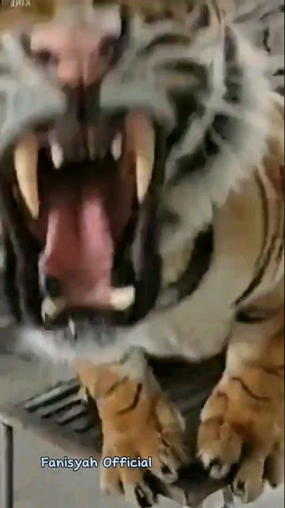 Scary - This is what a tiger sounds like when it's angry #tiger #shorts #viral #animal_sounds