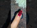 ✨📌simple nail designs at home 🏠🏡 #shortvideo #nailart #simplenails #nails #ytshorts