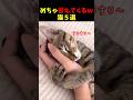 めちゃ甘えてくる猫が可愛い！５選#cat #猫のいる暮らし #ねこ #かわいい