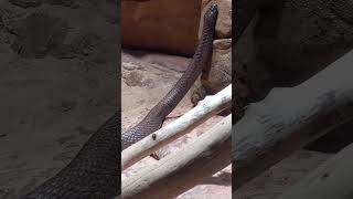 Im A(n Actual) Snaaake