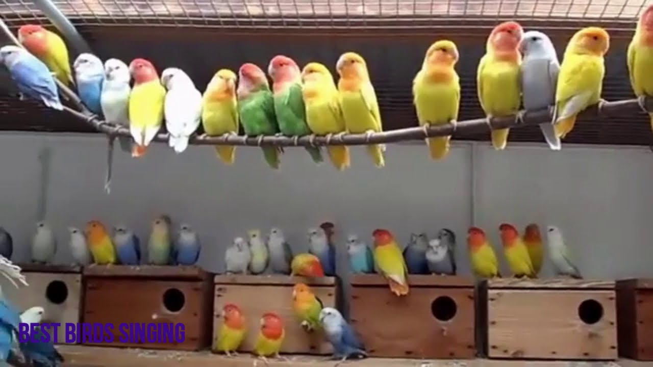 Lovebirds singing and talking