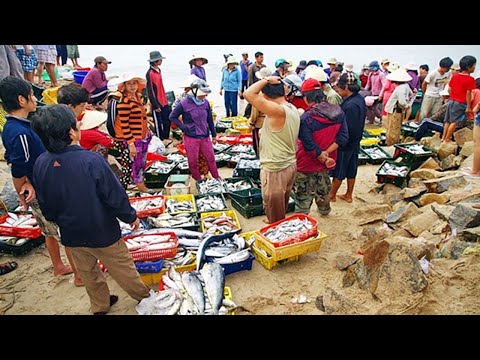 Video Chợ Hải Sản Cam Bình Ngay Trên Bãi Biển Hải Sản Cực... - youtube