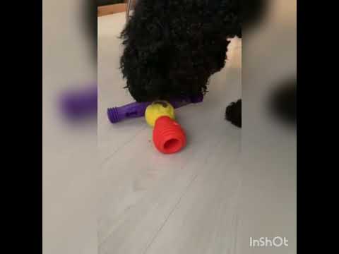 k9 connectables starter pack