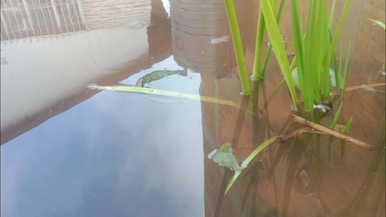 How to build a Pond for under R1000 (USD $55) Step by Step Guide - DIY