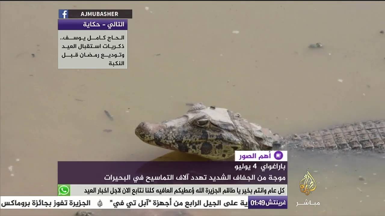 أهم الصور | خطر يهدد آلاف التماسيح في الباراغواي
