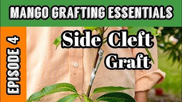 Mango Grafting Essentials | Episode 4: Side Cleft Graft