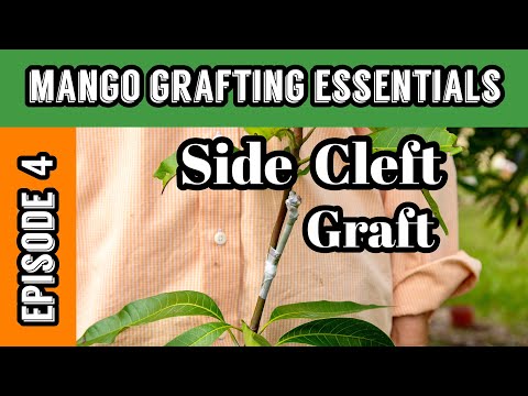 Mango Grafting Essentials
