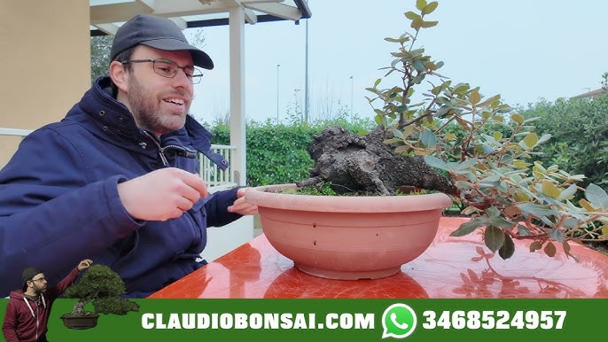 QUANDO METTERE E TOGLIERE IL FILO SUL BONSAI 