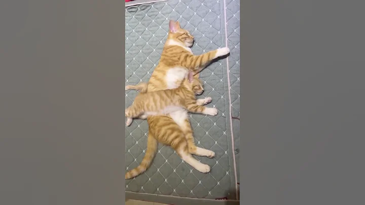 Video 10834421: cats kitten compilation, cat talking, meowing funny