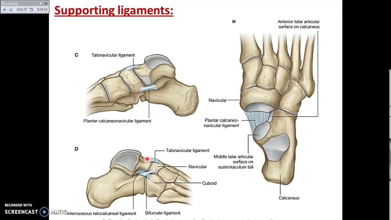 Subtalar joint and other joints of the foot Dr. Ahmed Farid YouTube