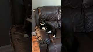 Cat Drops Its Bottom While Taking Her Spot on the Couch