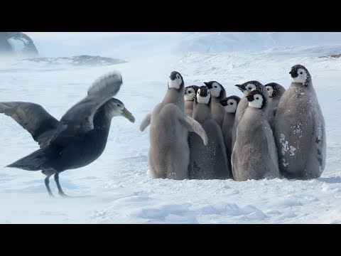 Penguin chicks rescued by unlikely hero | Spy In The Snow | BBC Earth