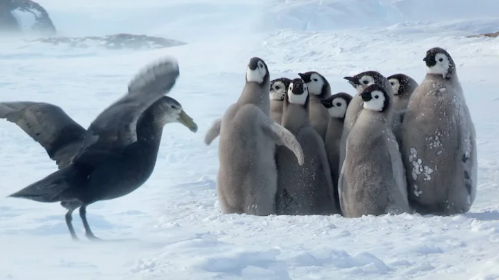 Penguin chicks rescued by unlikely hero | Spy In The Snow | BBC Earth - DayDayNews