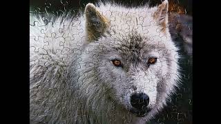 Jigsaw Puzzle # 1,767 -  Arctic Wolf (100 Piece) Cra- Z- Art 2017 by Nialat