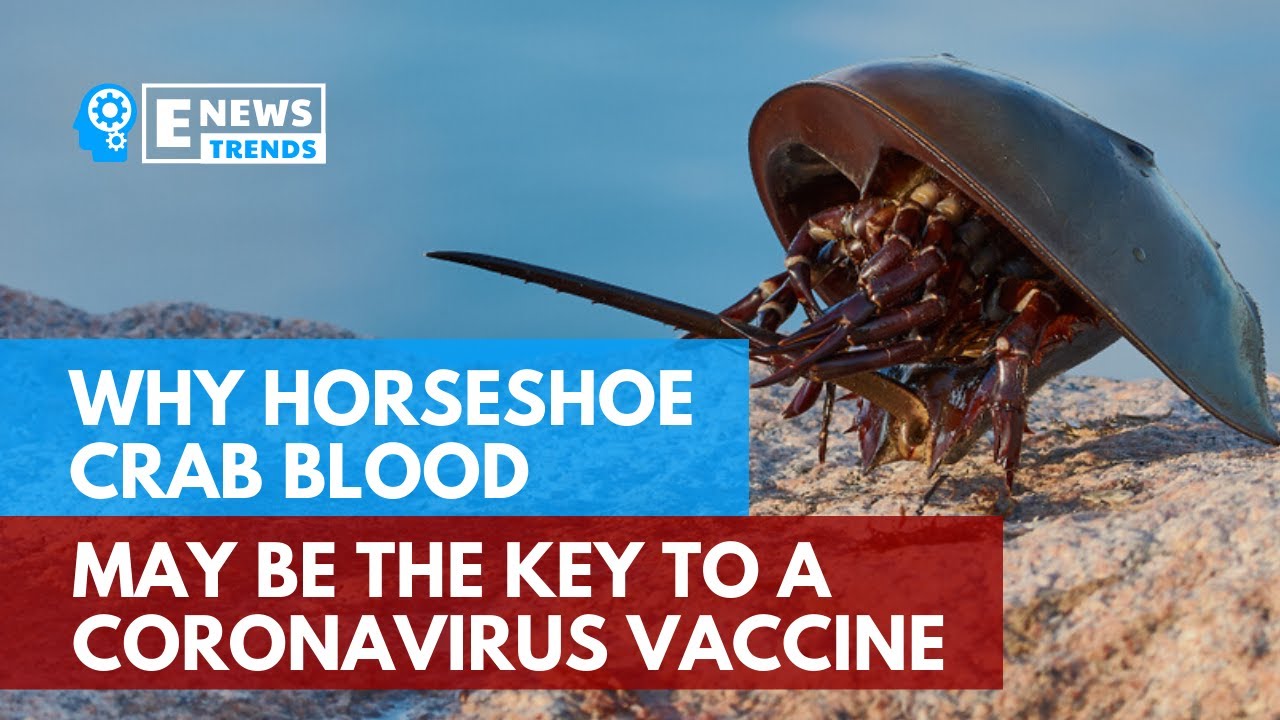 Why Horseshoe Crab Blood May Be The Key To A Coronavirus