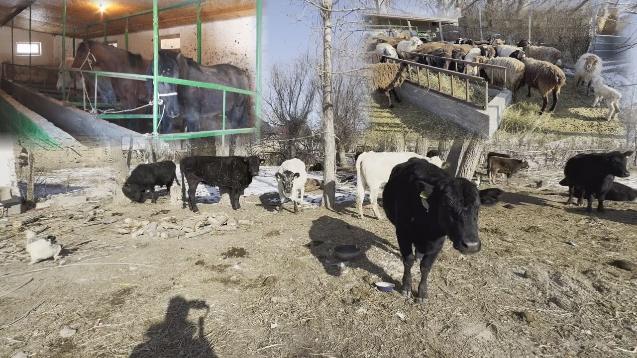 УТРК НАРЫН:АСЫЛ ТУКУМ МАЛ БАГУУ КИРЕШЕЛҮҮ ТАРМАК