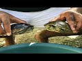cuidando tortugas en el criadero de peces