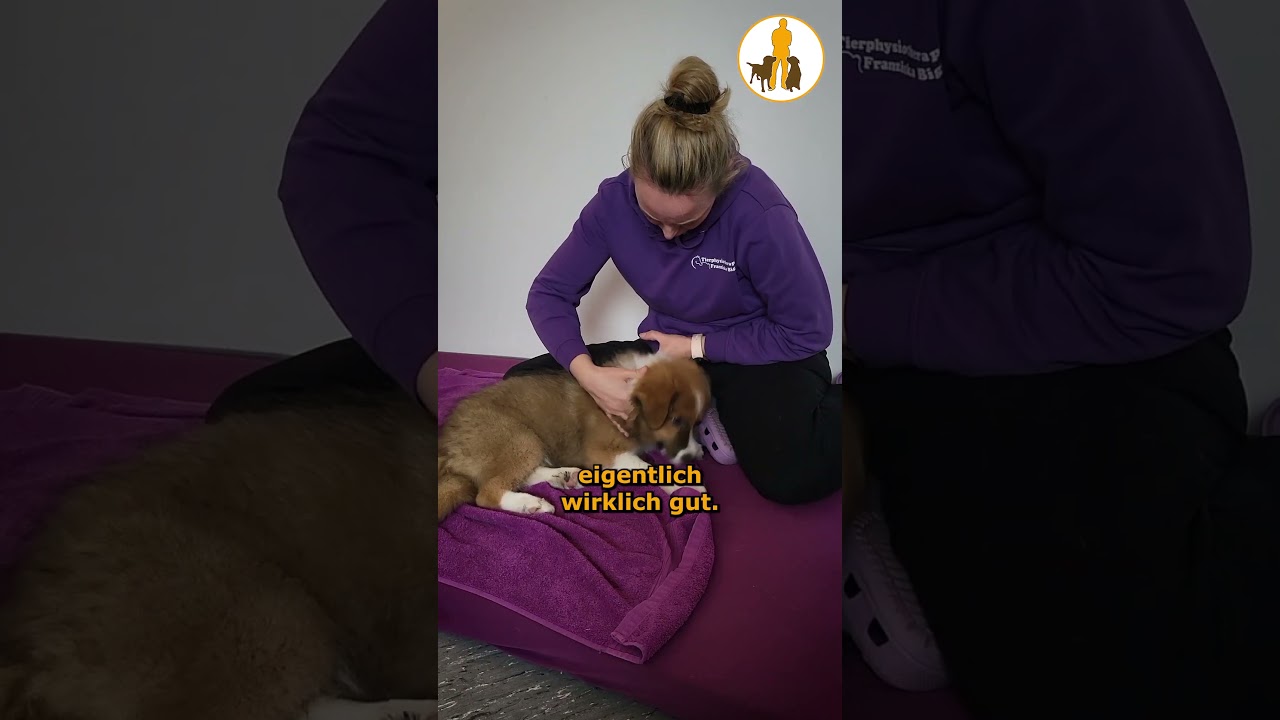 Bei der Physiotherapie - Welpentagebuch Tag 12