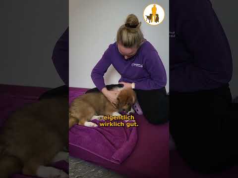 Bei der Physiotherapie - Welpentagebuch Tag 12