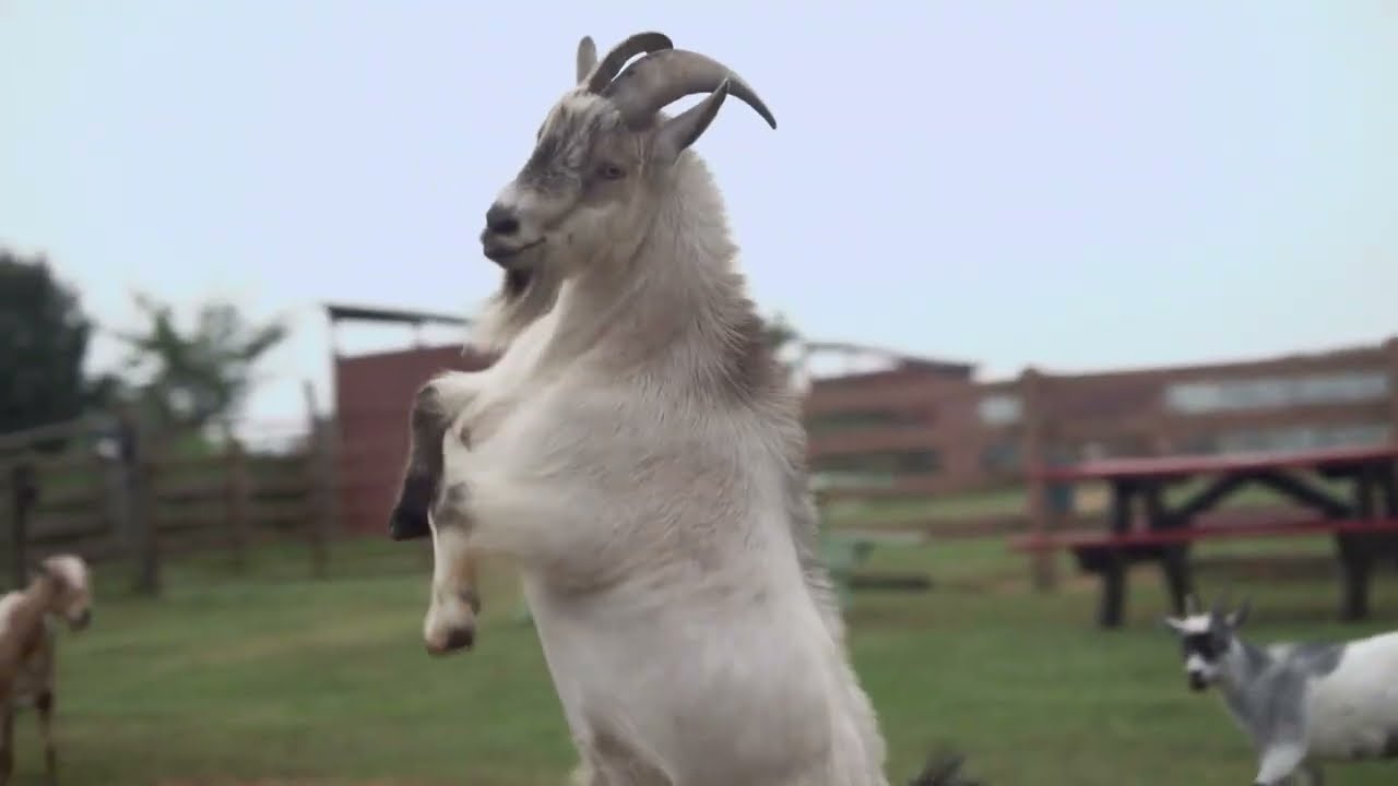 Goats Can Race 