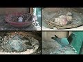 Day to Day Pigeon Growth 30 days Progress..