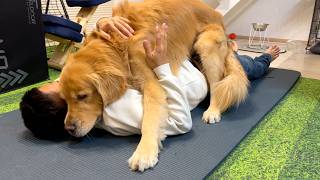 大好きなご飯には「まて」が出来るのに、パパには「まて」が出来ないゴールデンレトリバー