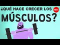 ¿Cómo Crecen Los Músculos? - Jeffrey Siegel