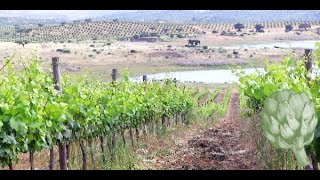 The Portuguese Wine You Should be Drinking | Potluck Video Is Bigger Wine Better Potluck Video