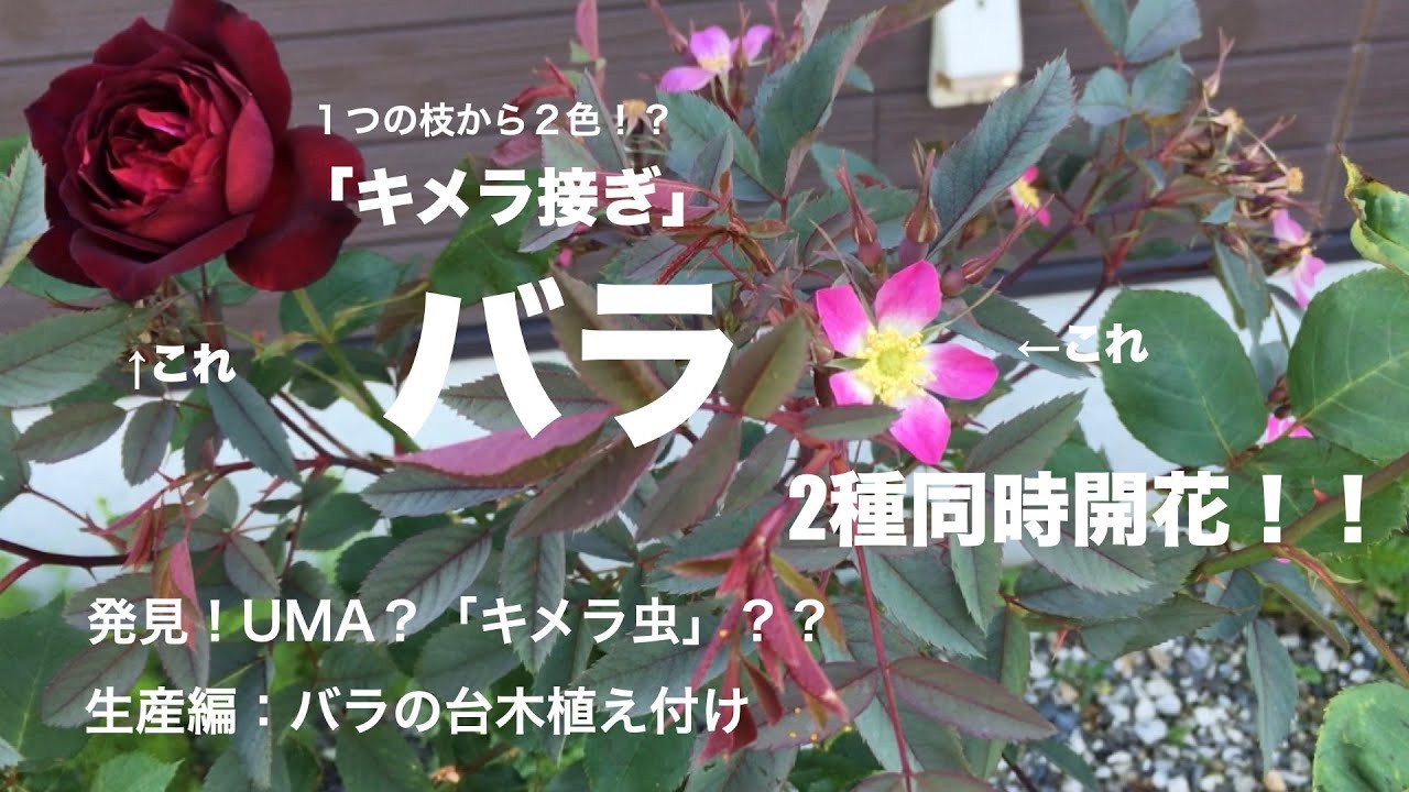 バラ台木100本 【公式通販】