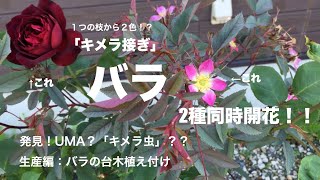 バラ台木　薔薇台木 Growing rose seedlings] The rootstock used for grafting rose